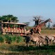 Animal Kingdom - Safari